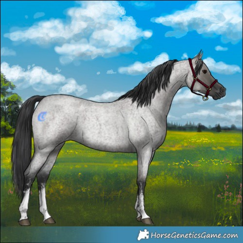 Horse Color:Grullo Roan Sabino Rabicano