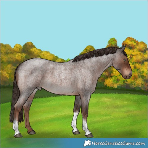 Horse Color:Liver Red Roan Tobiano