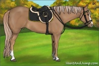 Horse Color:Palomino Sabino 