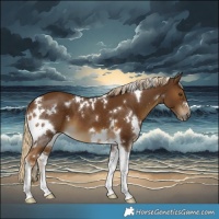 Horse Color:White Spotted Chocolate Palomino Tobiano 