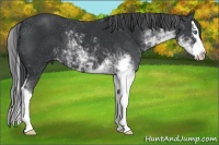 Horse Color:Black Sabino Splash 