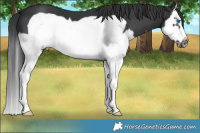Horse Color:White Spotted Black Splash Frame 