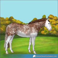 Horse Color:Chestnut Ice Splash Rabicano 