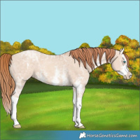 Horse Color:Gold Champagne Ice Dun Sabino Splash 