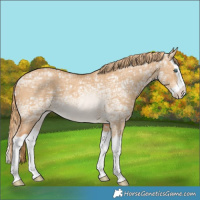 Horse Color:Red Dun Ice Splash Rabicano