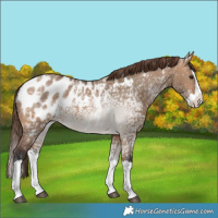 Horse Color:Bay Ice Dun Splash Blanket 