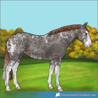 Horse Color:Liver Chestnut Ice Splash Rabicano 