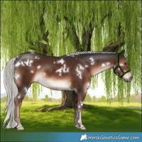 Horse Color:White Spotted Liver Chestnut Mushroom 