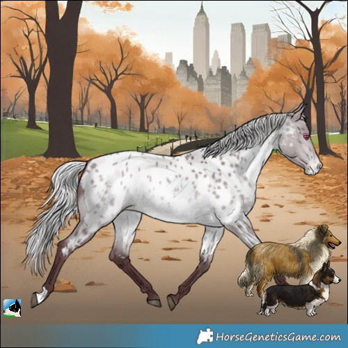 Horse Color:Chocolate Silver Bay Chinchilla Appaloosa