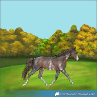 Horse Color:Liver Chestnut Sabino Rabicano 