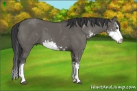 Horse Color:Grullo Sabino Splash 