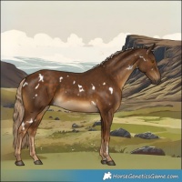 Horse Color:White Spotted Chocolate Palomino 