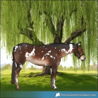Horse Color:White Spotted Liver Chestnut 