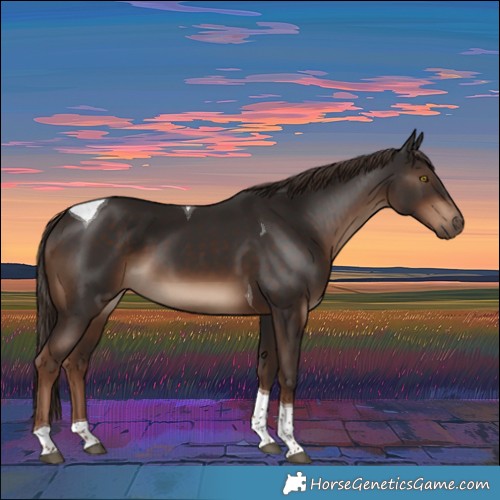 Horse Color:Liver Chestnut Tobiano