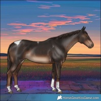Horse Color:Liver Chestnut Tobiano 