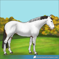 Horse Color:Bay Tobiano Appaloosa