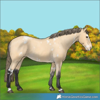 Horse Color:White Spotted Buckskin Appaloosa