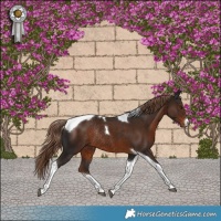 Horse Color:Liver Chestnut Tobiano Rabicano 