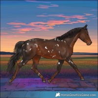 Horse Color:White Spotted Liver Chestnut 