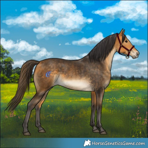 Horse Color:Buckskin Rabicano 
