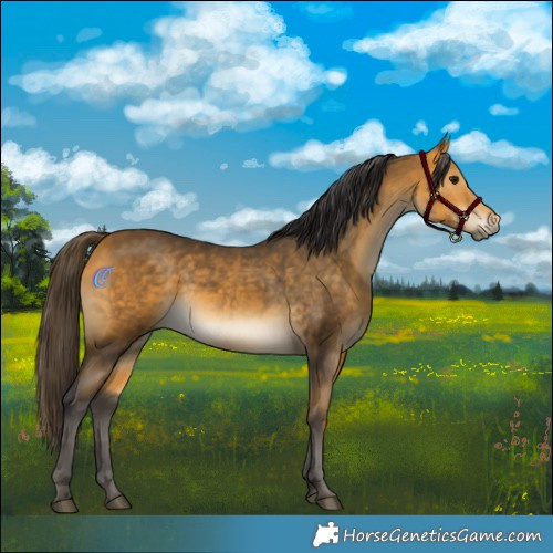Horse Color:Buckskin Rabicano
