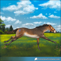 Horse Color:Buckskin Rabicano 