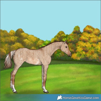 Horse Color:Red Dun and White Spotted Red Dun