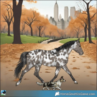 Horse Color:Grullo Appaloosa Rabicano Brindle 