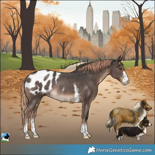 Horse Color:Liver Chestnut Sabino Blanket Rabicano