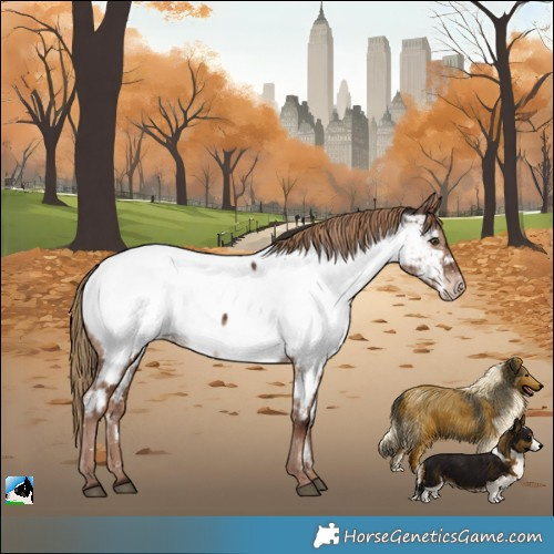 Horse Color:Liver Red Dun Appaloosa Rabicano Brindle 