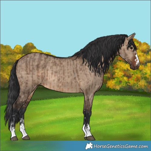 Horse Color:Brown Dun  and Brown Dun 