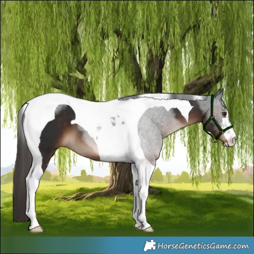 Horse Color:Liver Chestnut Tobiano