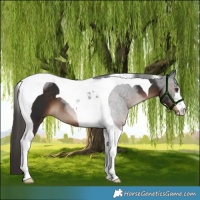 Horse Color:Liver Chestnut Tobiano 