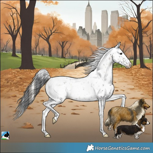 Horse Color:Brown Onyx Sabino Rabicano 