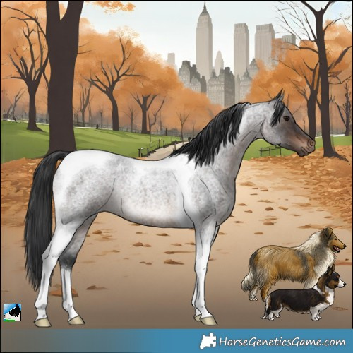 Horse Color:Brown Roan Tobiano Rabicano 
