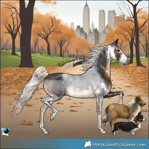 Horse Color:Gray Liver Chestnut Mushroom Sabino Rabicano