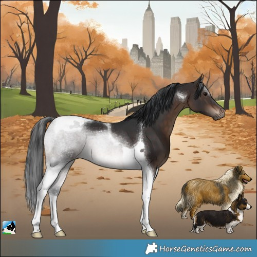 Horse Color:Brown Tobiano