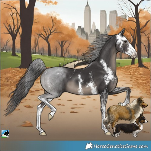 Horse Color:Smoky Black Sabino 