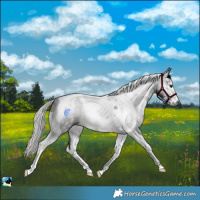 Horse Color:Gray White Spotted Silver Brown Tobiano