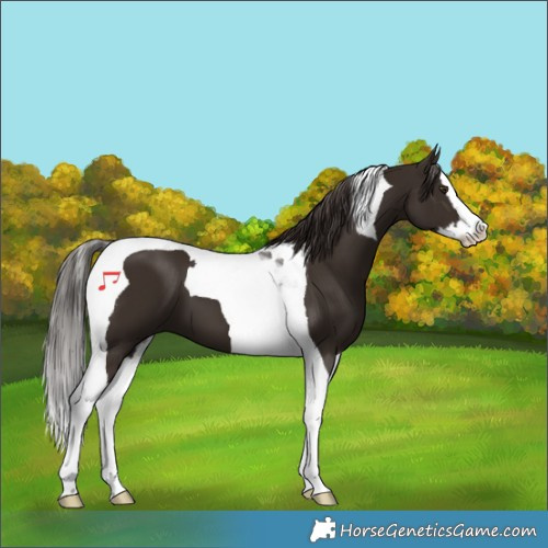Horse Color:Liver Chestnut Splash Tobiano 