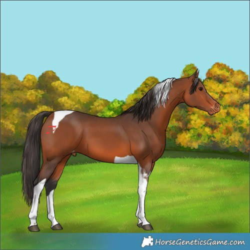 Horse Color:Bay Tobiano Varnish 