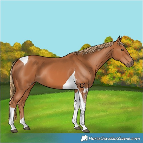 Horse Color:Chestnut Tobiano 