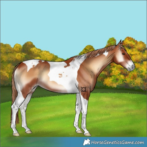 Horse Color:Red Onyx Tobiano 