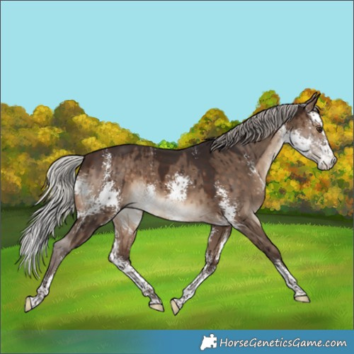Horse Color:Silver Brown Dun Sabino Brindle