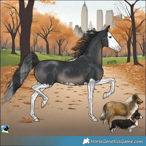 Horse Color:Black Splash 