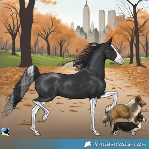 Horse Color:Black Splash