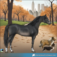 Horse Color:Black Rabicano 