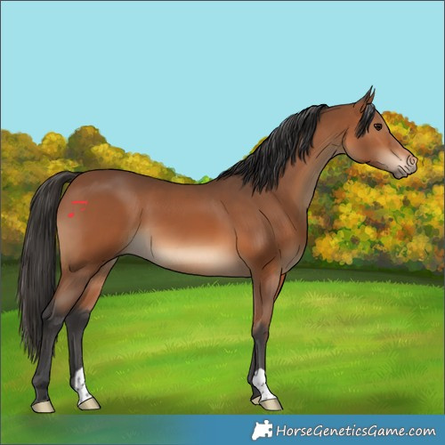 Horse Color:Bay 