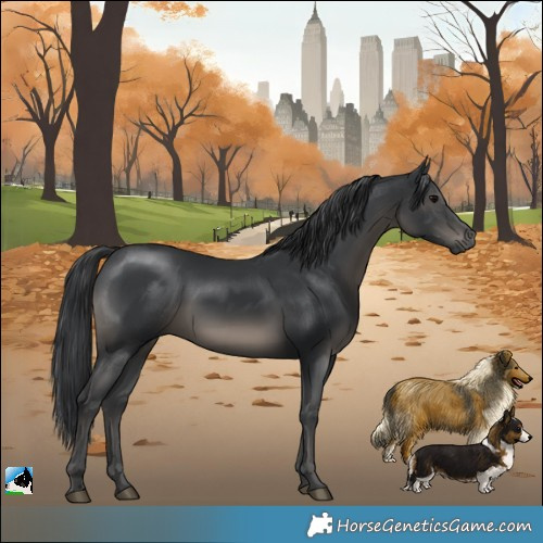 Horse Color:Black Rabicano