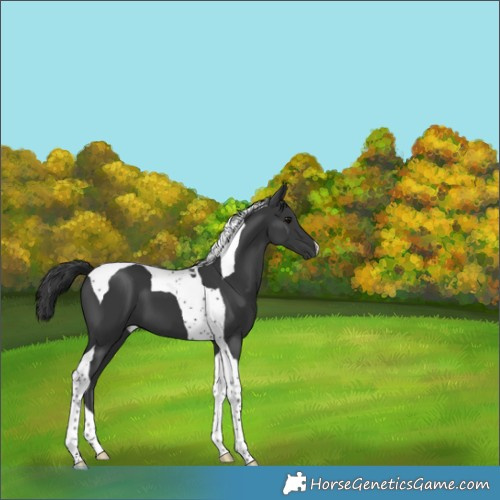 Horse Color:Black Tobiano 
